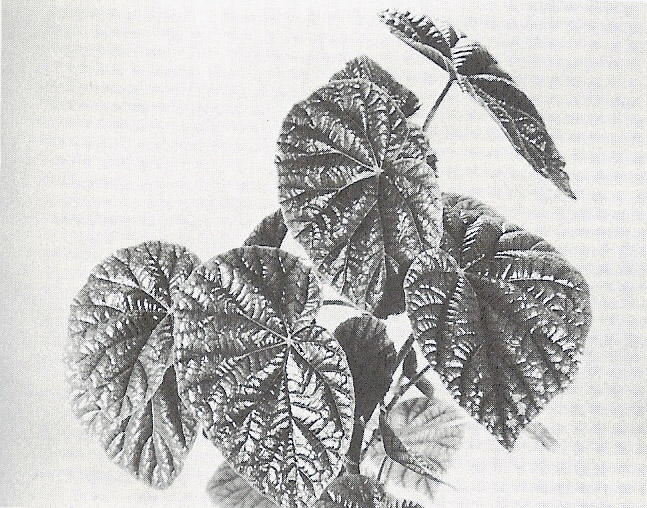 B. ‘Zuensis’